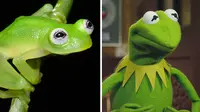 Seorang ilmuwan menemukan spesies katak baru yang mirip dengan tokoh Kermit dalam acara televisi ‘The Muppet Show’.
