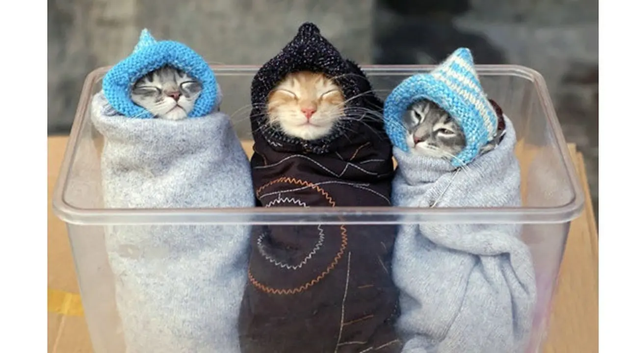 7 Potret Menggemaskan Kucing yang Terbalut Handuk dan Selimut, Butuh Kehangatan