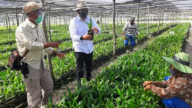 Proses pembibitan sawit untuk program peremajaan sawit rakyat oleh PTPN V.