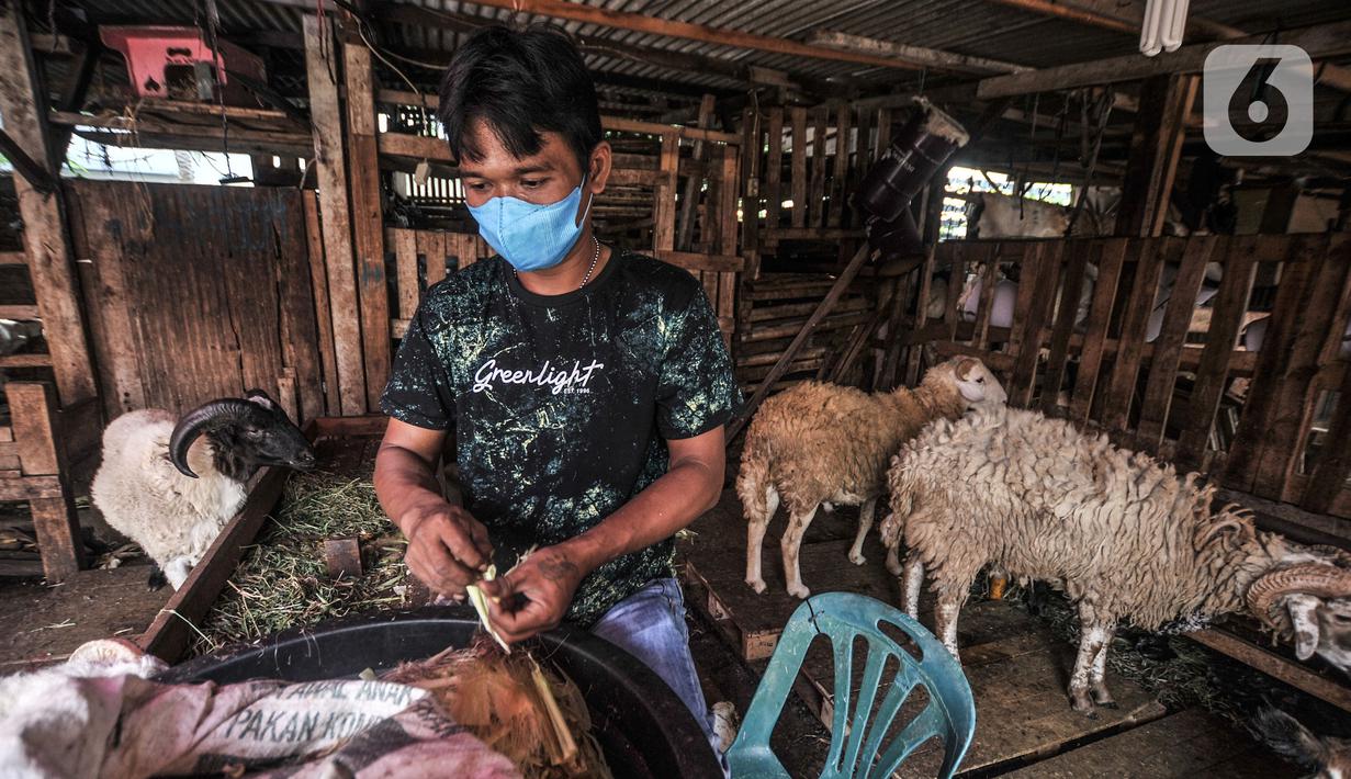 Pedagang hewan kurban memberi makan kambing di Pasar Kambing, Tanah Abang, Jakarta, Selasa (6/7/2021). Pedagang di Pasar Kambing mengungkapkan penjualan hewan kurban tahun ini mengalami penurunan akibat diberlakukannya PPKM Darurat. (merdeka.com/Iqbal S. Nugroho)
