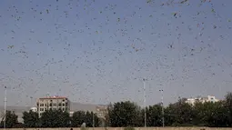 Sekawanan belalang gurun terlihat beterbangan di Sanaa, Yaman (12/7/2020). Menurut FAO, dalam sehari, sekawanan kecil hama itu mampu mengonsumsi lahan pertanian yang dapat memberi makan 35.000 orang. (Xinhua/Mohammed Mohammed)
