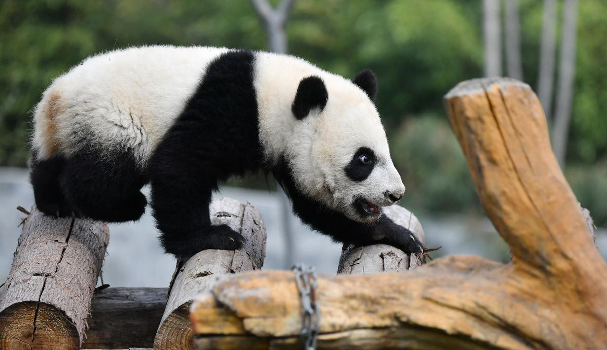 Foto Menengok Tiga Anak Panda Yang Tumbuh Besar Dan Sehat Di China Global Liputan6 Com