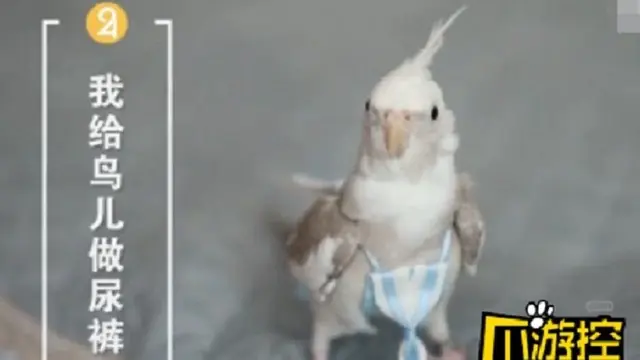 Popok Burung