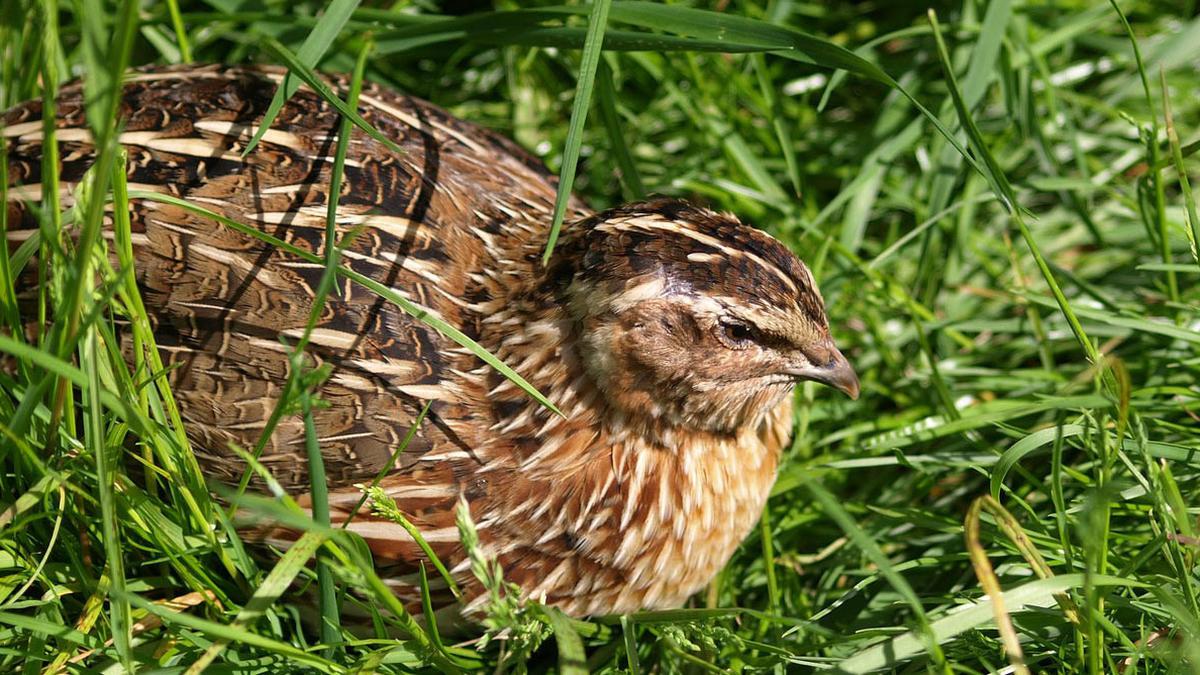 Cara Ternak Puyuh di Rumah Supaya Bertelur Tiap Hari: Panduan Lengkap untuk Pemula