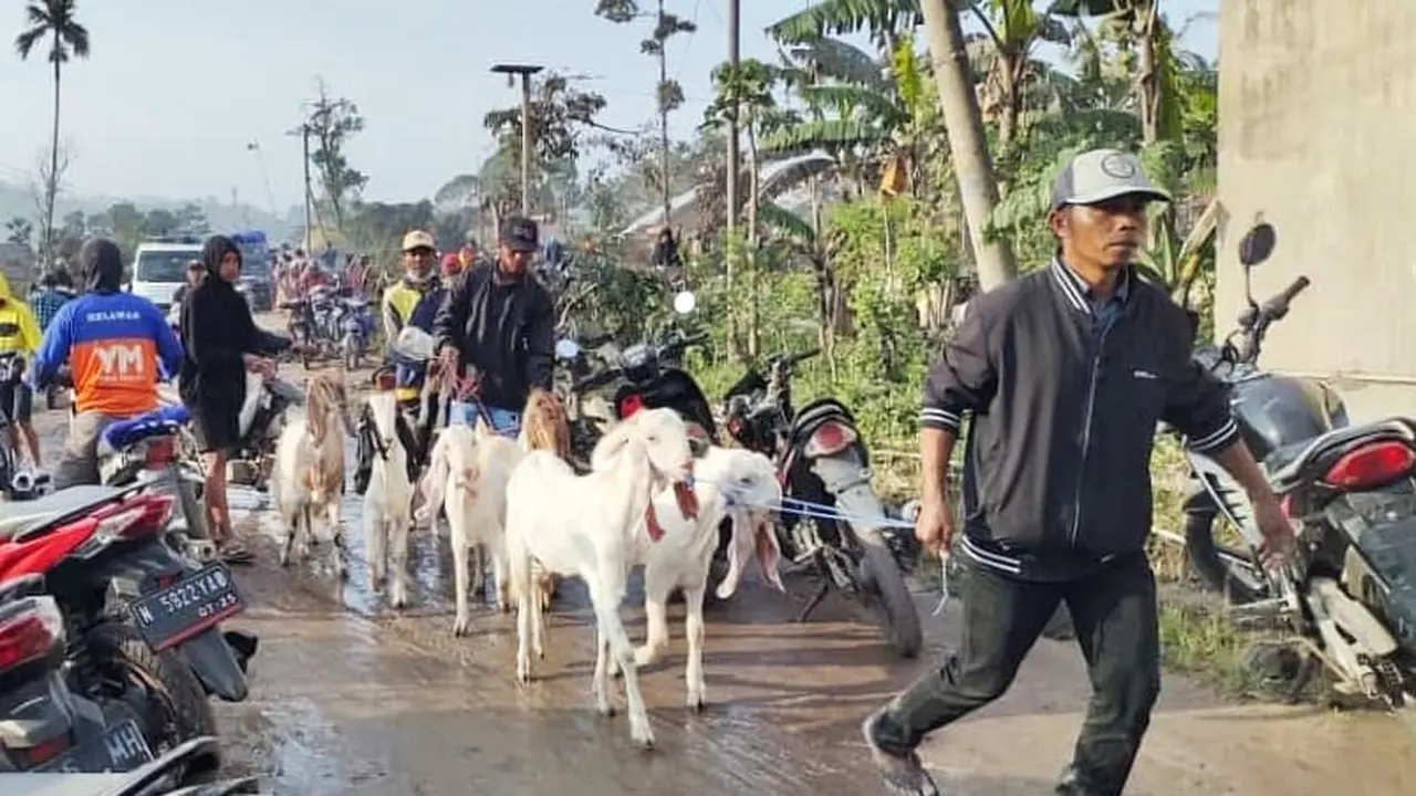 Warga dibantu dengan petugas BPBD Lumajang mulai mengevakuasi hewan ternak yang berada di zona merah APG  Gunung Semeru (Istimewa)