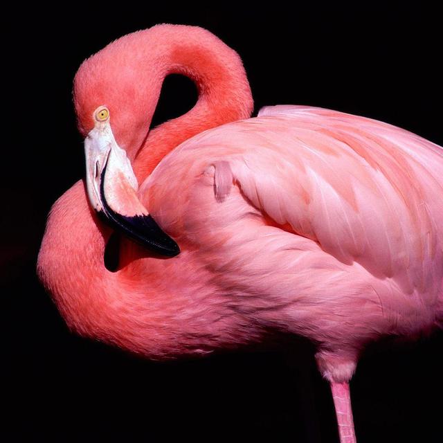 Mengapa Burung Flamingo Berwarna Pink Ternyata Ini Jawabannya Citizen6 Liputan6 Com