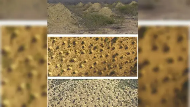 4. Sarang koloni semut prasejarah (kredit Google Earth)