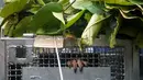 Seekor orangutan menjulurkan jari-jarinya melalui jeruji kandang besi yang ditutupi dedaunan selama perjalanan menuju lokasi pelepasliaran di Kabupaten Ketapang, Kalimantan Barat, Kamis (29/10/2026). Orangutan tersebut merupakan satu dari sembilan individu yang diselamatkan dari kebakaran hutan di wilayah tersebut. (Ilham Pratama/AFP)