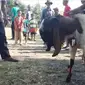 Warga desa karangtengah kec.Kaliwungu Kendal di hebohkan oleh ulah seekor kambing sakti saat proses penyembelihan hewan Qurban