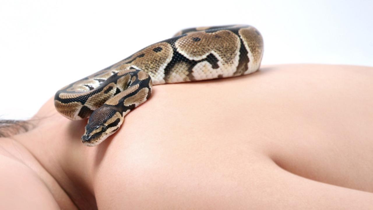 Rasakan Sensasi Pijat Ular Piton, Minat?