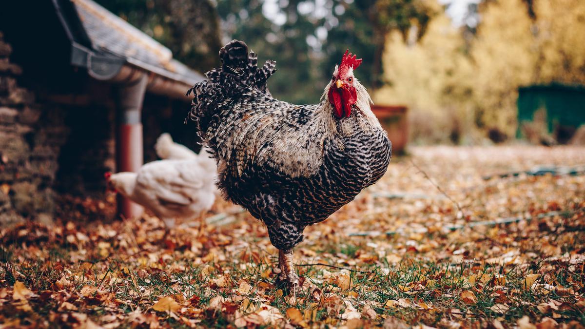 Mimpi Ayam: Sebuah Metafora Kehidupan