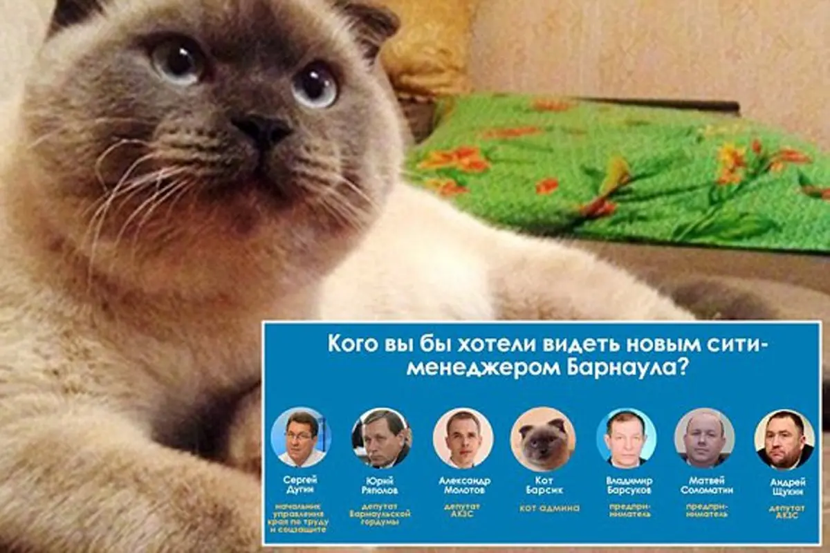 Gemas dengan Politisi Korup, Warga Calonkan Kucing jadi Walikota