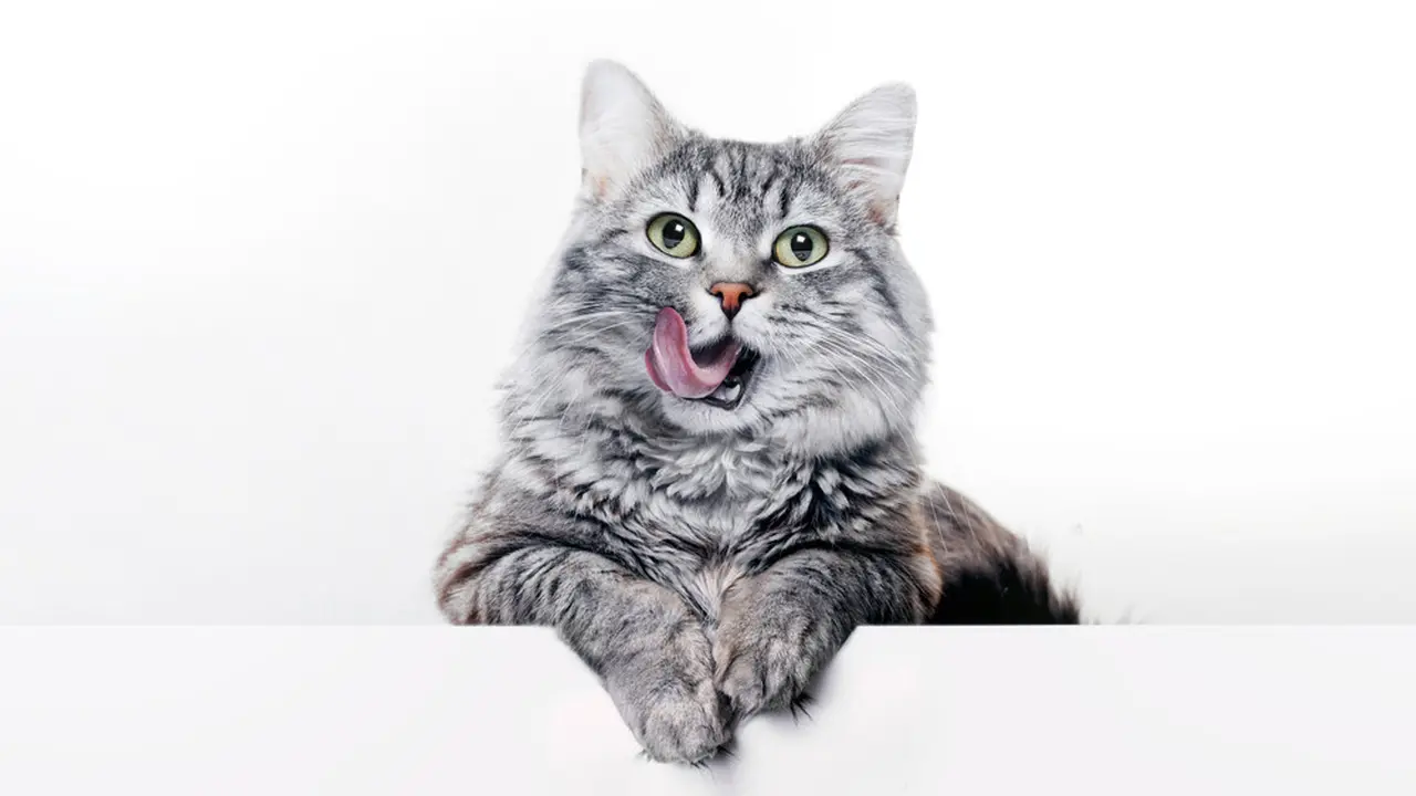 Kucing-Vania
