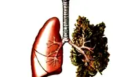 Meski belum ada bukti kuat merokok ganja dapat memicu kanker paru-paru, namun banyak efek lain yang bisa disebabkan olehnya.