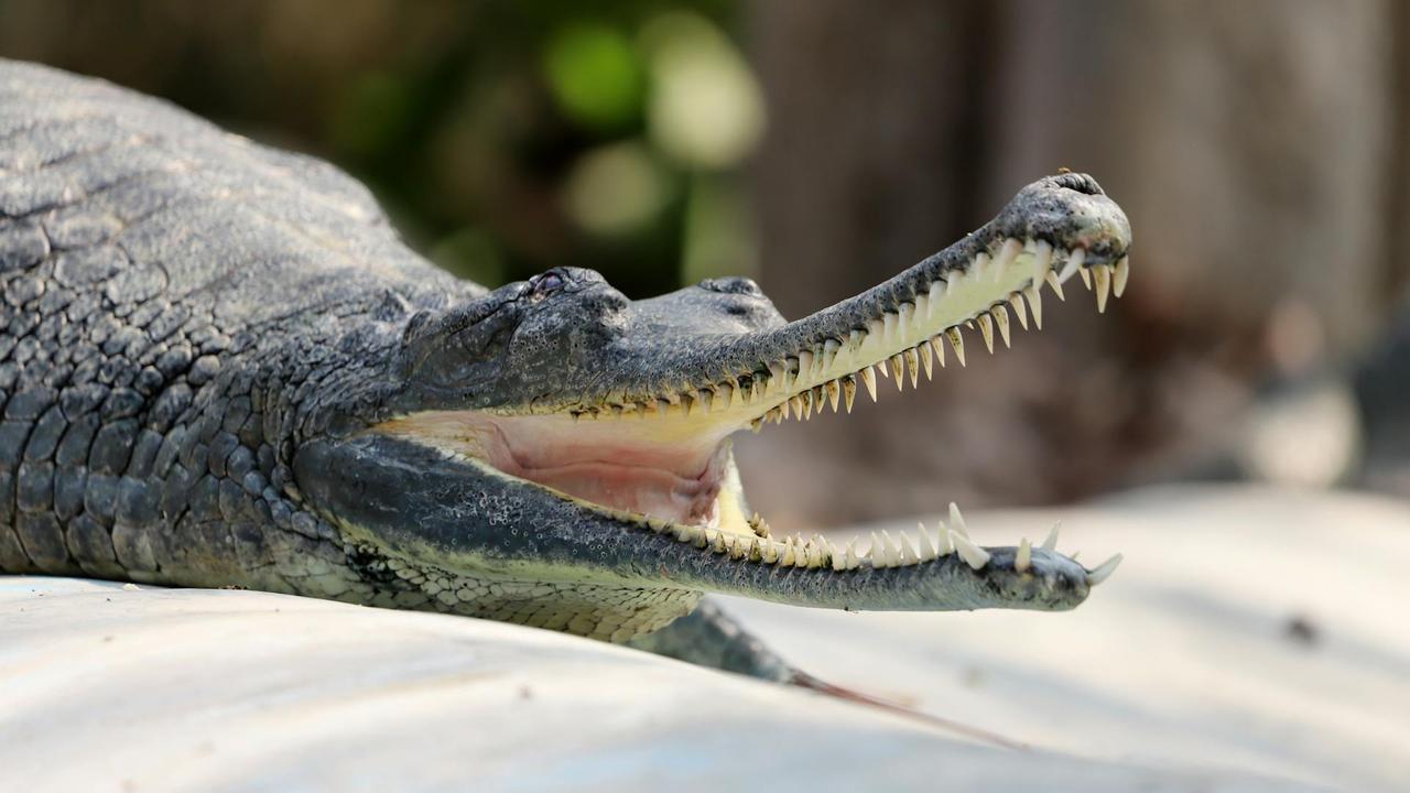 Gharial