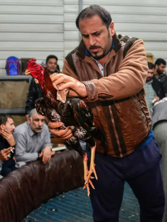 Pemilik membawa ayamnya masuk ke arena sabung ayam saat akan dipertandingkan di Kota Najaf, Irak, Sabtu (26/1). Pertandingan dapat berlangsung 1 hingga 1,5 jam. (Haidar HAMDANI/AFP)