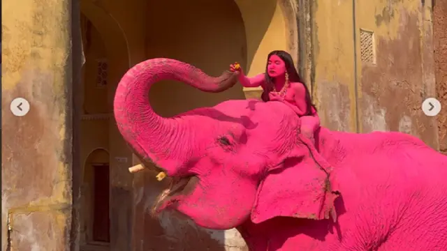 Kontroversi Kematian Gajah Pink di India yang Dihujat Aktivis, Fakta Sebenarnya Diungkap Dokter