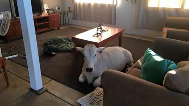 6 Potret Hewan Masuk ke Ruang Tamu Ini Bikin Pemilik Rumah Syok