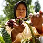 Kopi merupakan sandaran hidup masyarakat Bantaeng. Kawasan itu dikenal sebagai salah satu penghasil kopi yang utama di Sulawesi Selatan bagian selatan. (Liputan6.com/ Ist)