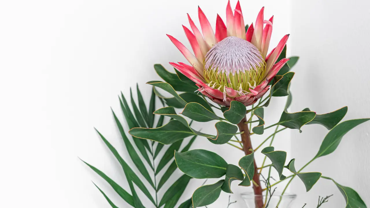 Ilustrasi White Bird of Paradise