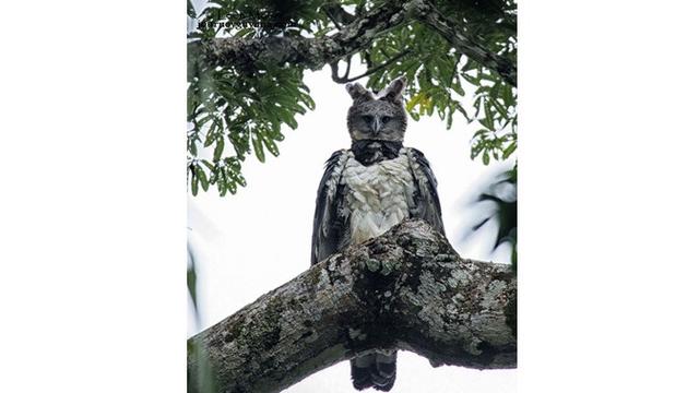 Elang Harpy, Burung Elang Terbesar dan Terkuat di Dunia yang Melegenda