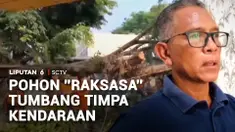 Tidak ada angin maupun hujan, sebatang pohon besar di kawasan Pasar Terminal, Kota Metro, Lampung, tiba-tiba tumbang. Pohon setinggi 15 meter tersebut menimpa satu unit mobil bak terbuka dan dua sepeda motor hingga ringsek.