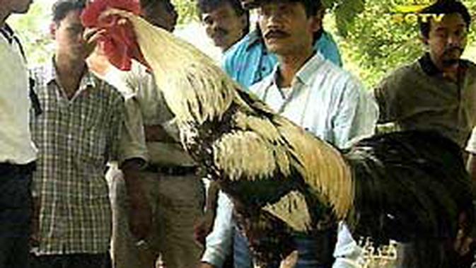Kejuaraan Nasional Ayam Pelung Digelar Di Bogor News Liputan6 Com