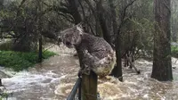 Terjebak Banjir, Foto Koala Sendirian Kesepian Jadi Viral  
