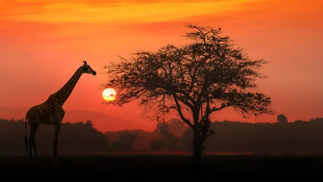 Afrika