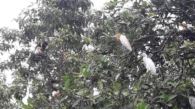 Burung Kokokan Bali