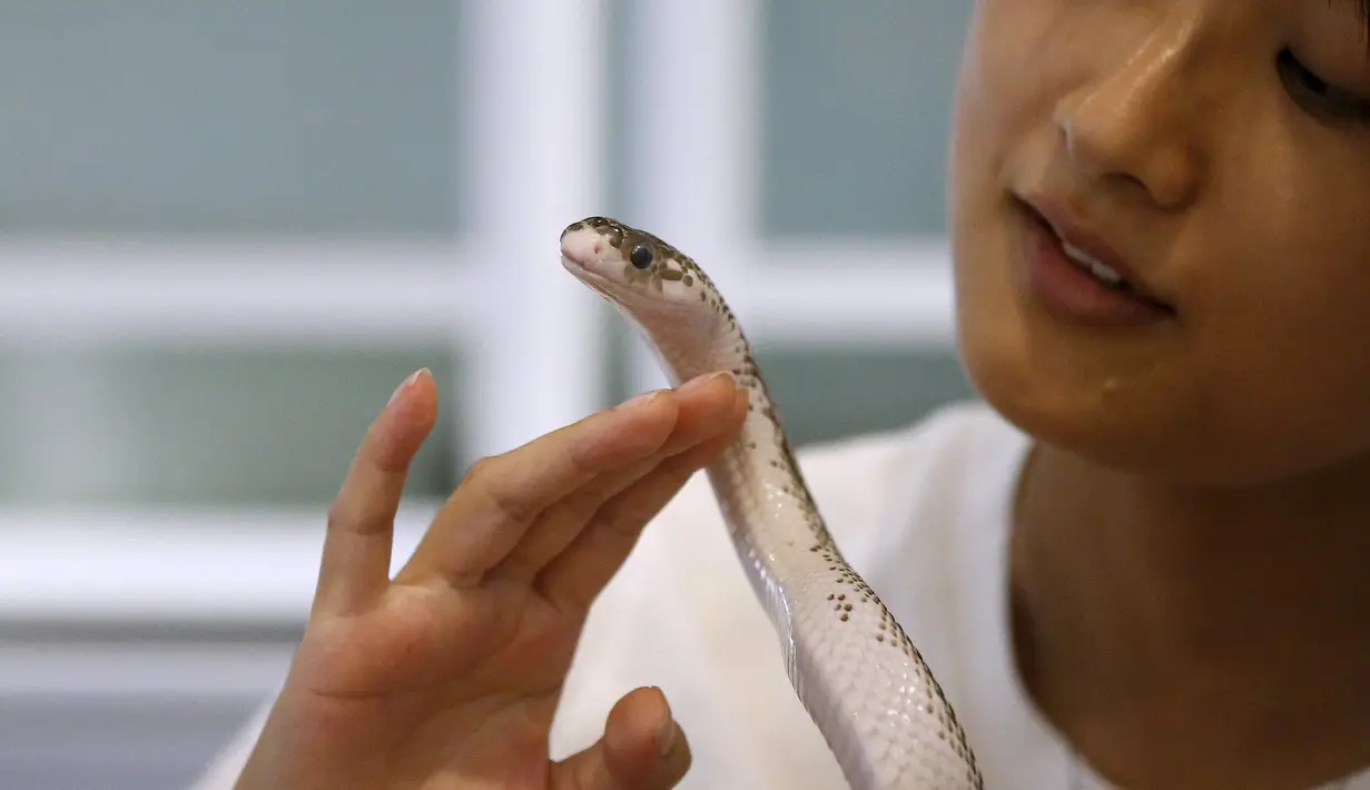 Pengunjung bermain bersama seekor ular saat makan di sebuah kafe ular bernama 'Tokyo Snake Center' di distrik fashion Harajuku, Tokyo, 14 Agustus 2015. Sekali kunjungan, pengunjung hanya perlu membayar sekitar Rp108 ribu. (REUTERS/Toru Hanai)