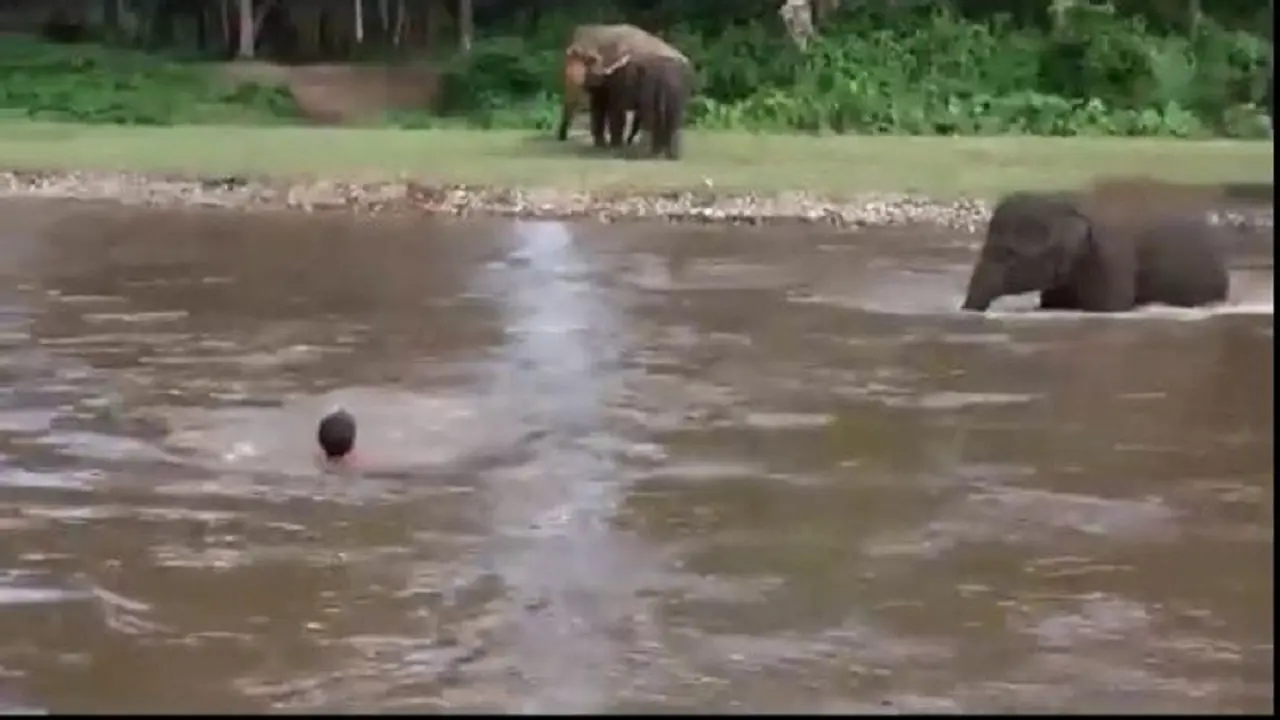 [Bintang] Gajah