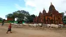 Penggembala sapi dalam perjalanan pulang melintasi kota tua Bagan, distrik Nyaung U, Myanmar, 24 Juni 2018. Hingga kini bangunan-bangunan tua tersebut masih kokoh berdiri dan menjadi sajian wisata unggulan dari negara Myanmar. (AP Photo/Aung Shine Oo)
