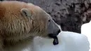 Seekor beruang kutub, Szeriy, menjilati balok es raksasa di Kebun Binatang dan Kebun Raya Budapest, Hungaria, 4 Agustus 2017. Gelombang panas ekstrem ini diperkirakan akan berlangsung hingga Rabu (9/8) pekan depan. (ATTILA KISBENEDEK/AFP)