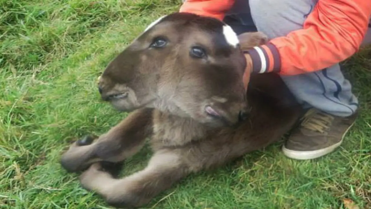 Geger Anak Sapi Berkepala Dua 'Pembawa Sial' di Peru