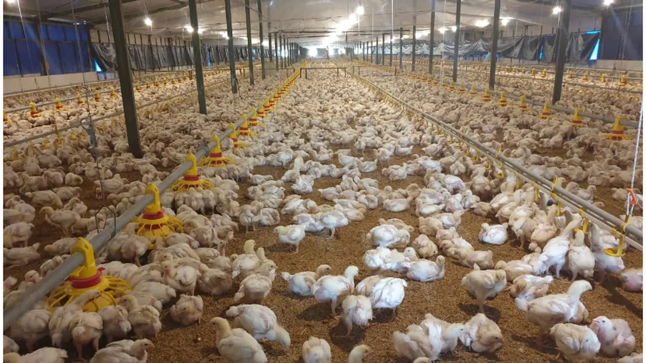 Peternakan ayam. Dok Kementan