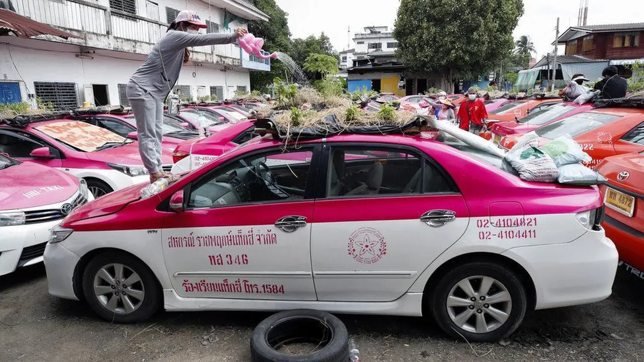 Begini cara sopir taksi Thailand manfaatkan taksinya ditanami tanaman.