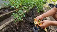 Panduan Berkebun Sayur di Rumah agar Bebas Mikroplastik, Hindari Polybag dan Mulsa Sintesis