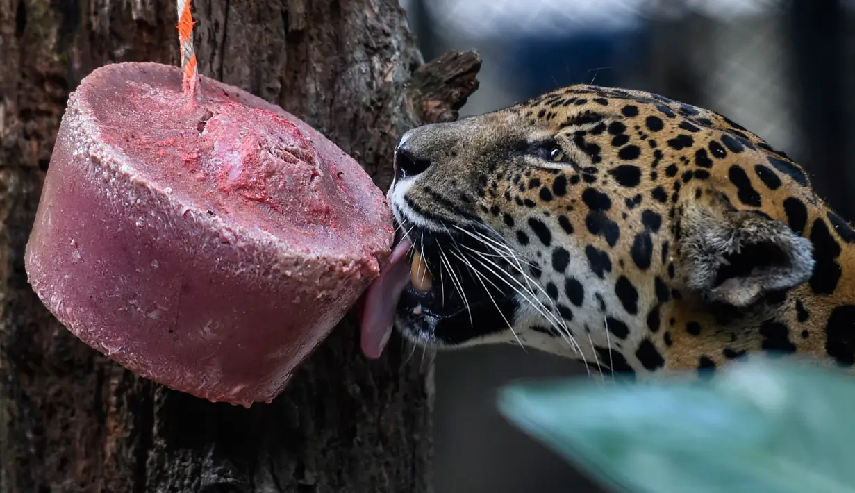 Jaguar (panthera onca) menjilat es krim daging di Kebun Binatang Santa Fe di Medellin, Kolombia pada 25 Januari 2020. Para penjaga kebun binatang memberikan es krim khusus pada hewan karena hamparan cuaca yang cukup panas di kota tersebut. (Photo by Joaquin SARMIENTO / AFP)