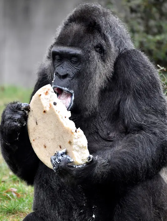 Gorila Fatou memakan kue ulang tahunnya saat berusia 61 tahun di kebun binatang Zoologischer Garten di Berlin, Jerman (13/4). Fatou adalah gorila tertua dari jenisnya yang hidup di Eropa. (AFP Photo/John Macdougall)