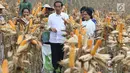 Presiden Jokowi didampingi Ibu Negara Iriana memanen jagung saat panen raya jagung di Perhutanan Sosial, Ngimbang, Tuban, Jawa Timur, Jumat (9/3).  Di sela acara itu, Jokowi juga menyerahkan 13 Surat Keputusan Perhutanan Sosial (Liputan6.com/Angga Yuniar)