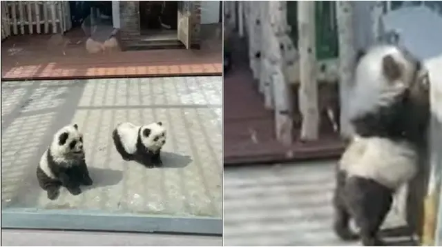 Pengunjung kebun binatang terkejut setelah mengetahui 'Panda' adalah anjing yang diwarnai hitam putih. (sumber: New York Post)