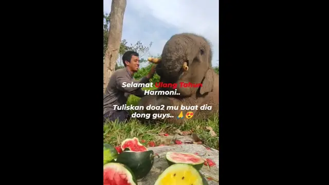 Gajah Tersopan di Taman Nasional Tesso Nilo Ulang Tahun ke-6, Banjir Ucapan Selamat dan Doa