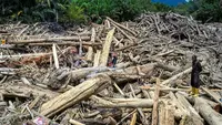 Pemerintah Persilakan Masyarakat Manfaatkan Kayu Gelondongan Pasca-Banjir di Sumatra