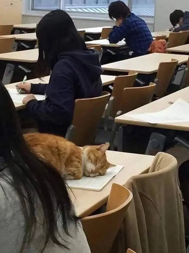 6 Potret Kucing Ikut Kuliah Ini Curi Perhatian, Bikin Ngakak