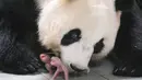 Ini adalah pertama kalinya panda kembar lahir di Korea Selatan, kata grup resor itu. Ai Bao dan pasangan prianya, Le Bao, juga seekor panda raksasa, datang ke taman tersebut pada tahun 2016 dari China dengan kontrak selama 15 tahun.  (Handout / Everland / AFP)