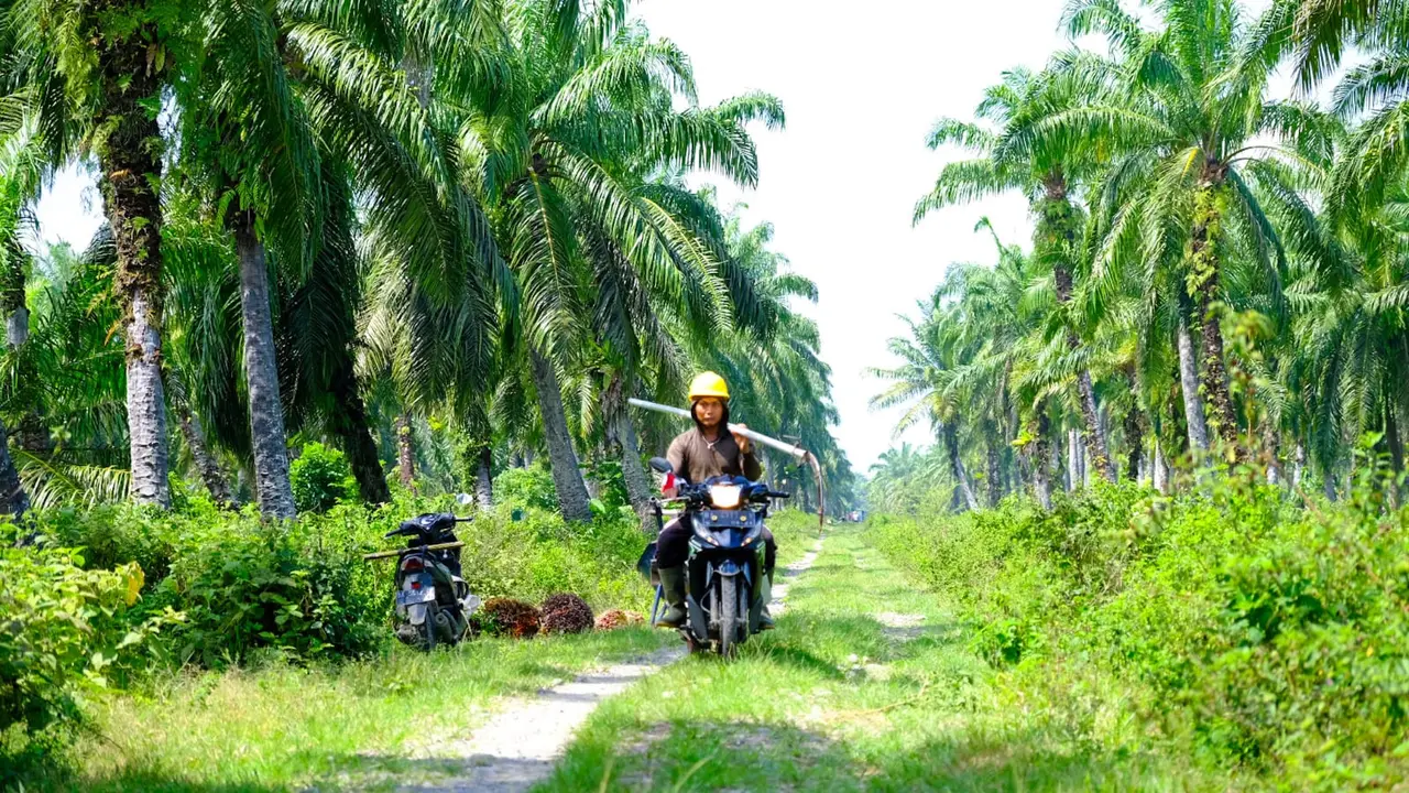 Wilmar mendampingi 1.500 petani swadaya dari lima koperasi kelapa sawit di Siak, Riau dalam meraih sertifikat Indonesia Sustainable Palm Oil (ISPO).