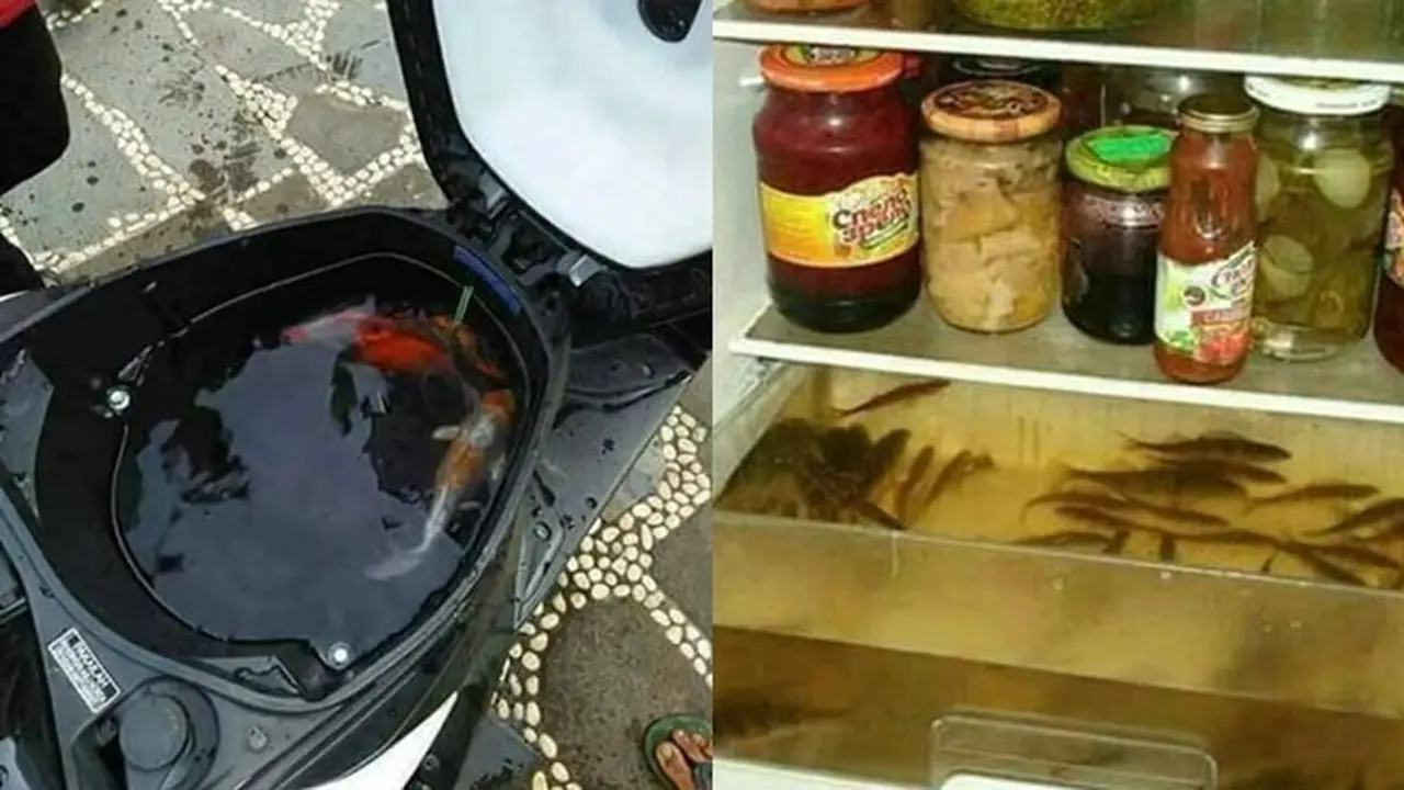 6 Tempat Pelihara Ikan Hias Ini Anti-mainstream Banget, Bikin Tepuk Jidat