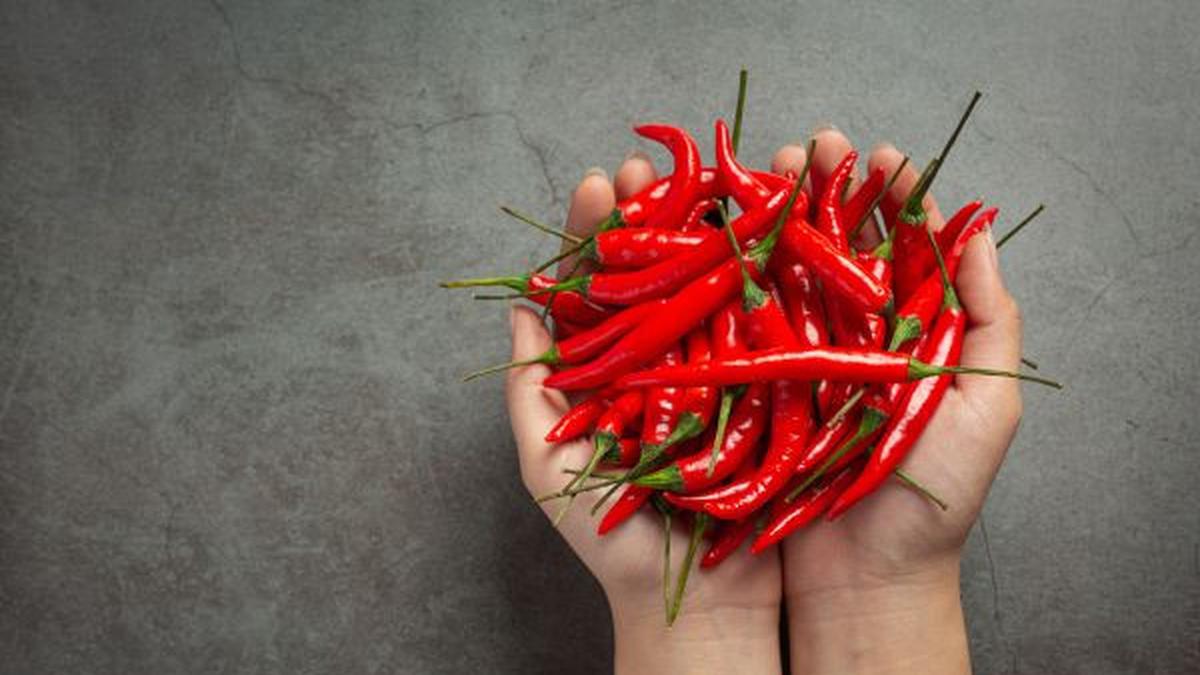 8 Trik Simpan Hasil Panen Cabai untuk Ketahanan hingga Berminggu-minggu