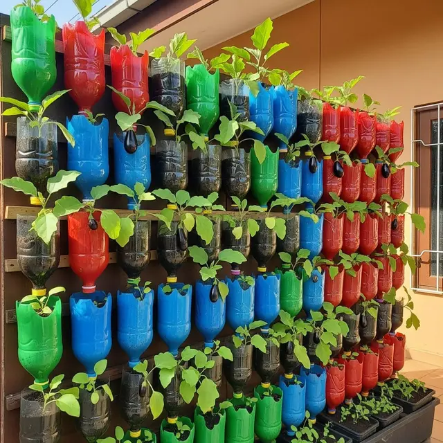 Ide Kebun Terong Vertikal dari Botol Plastik di Teras Rumah